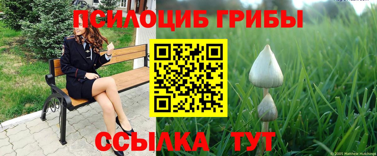 как найти закладки  Вход с VPN  Подольск  Галлюциногенные грибы прущие грибы  Псилоцибиновые грибы Psilocybine cubensis 